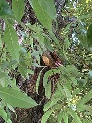 Lepidoptera