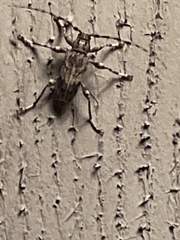 Aegomorphus modestus