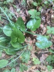 Hexastylis shuttleworthii