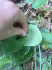 Hexastylis shuttleworthii