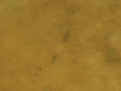 Ambystoma talpoideum