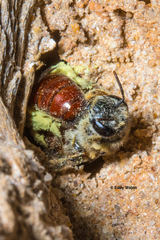Goniocolletes