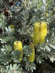Banksia attenuata