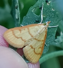 Helvibotys helvialis