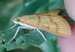 Helvibotys helvialis