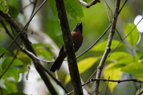 Black-cheeked Ant Tanager (Driophlox atrimaxillaris), photo 3