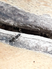 Dolichoderus thoracicus