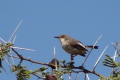 Apalis karamojae