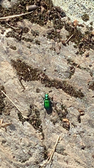 Cicindela denikei
