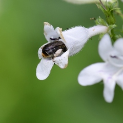 Anthophora terminalis