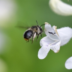 Anthophora terminalis