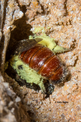Goniocolletes