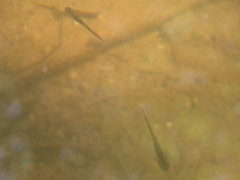 Ambystoma talpoideum