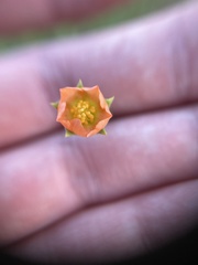 Sphaeralcea pedatifida