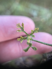 Sphaeralcea pedatifida