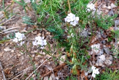 Dontostemon integrifolius