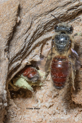 Goniocolletes