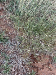 Sphaeralcea pedatifida