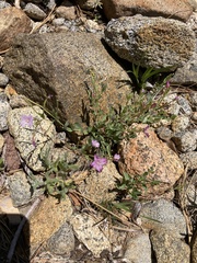 Epilobium obcordatum