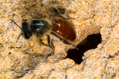 Goniocolletes