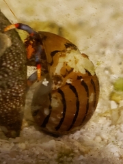 Calcinus californiensis