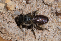 Goniocolletes