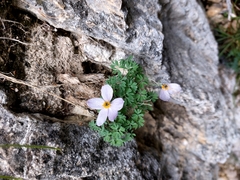Paraquilegia anemonoides