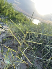 Schizachyrium maritimum