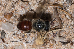 Goniocolletes