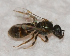 Lasioglossum imitatum