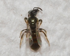 Lasioglossum imitatum