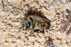 Goniocolletes