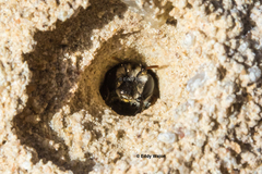 Goniocolletes