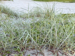 Schizachyrium maritimum