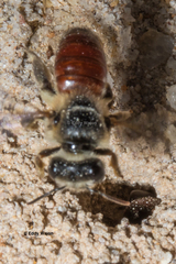 Goniocolletes