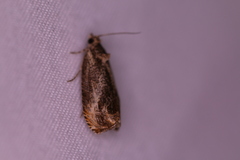 Olethreutes inornatana