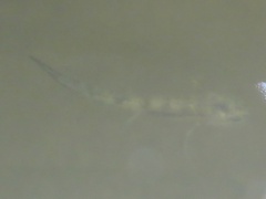 Ambystoma talpoideum
