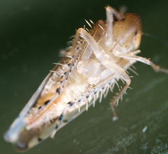Osbornellus rotundus