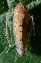 Osbornellus rotundus