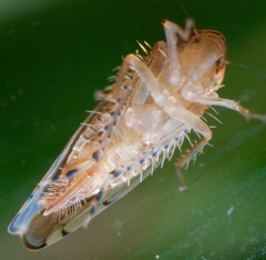 Osbornellus rotundus