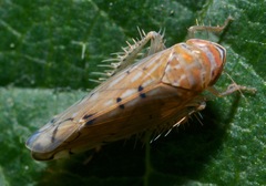 Osbornellus rotundus