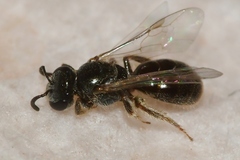 Lasioglossum illinoense