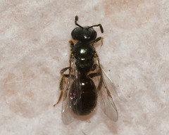Lasioglossum illinoense
