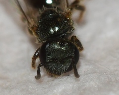 Lasioglossum illinoense