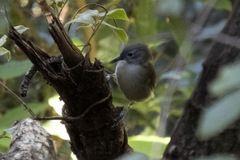 Phyllastrephus flavostriatus