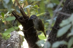 Phyllastrephus flavostriatus