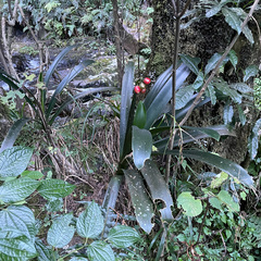 Clivia caulescens