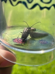 Etorofus obliteratus