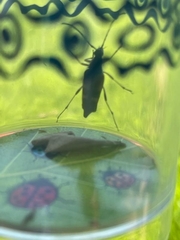 Etorofus obliteratus