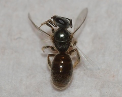 Lasioglossum illinoense